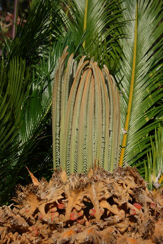 Cycad sprouting new leaves
