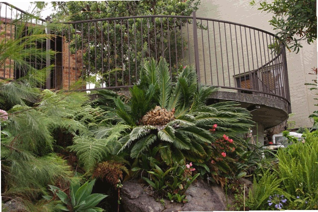 image from Cycad Time Lapse