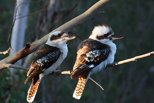 image from Kookaburras attacking the house