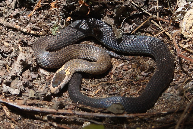 image from Golden Crowned Snake