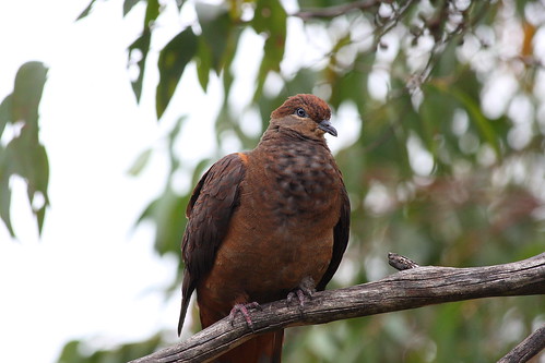 image from Brown Cuckoo-Dove