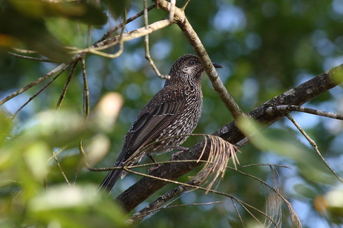 image from Little Wattle Bird