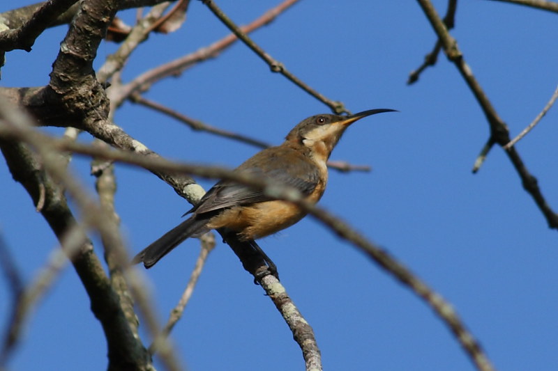 image from Eastern Spinebill