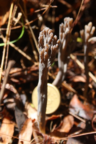 image from Coral Fungus