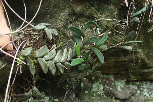 Tongue Orchid growing on sandstone