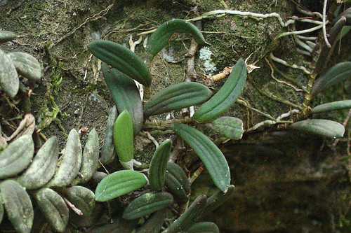 Tongue Orchid leaf detail