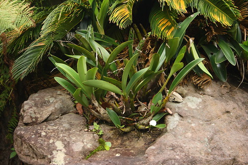 image from Rock Orchid