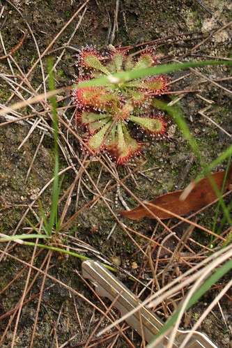 Common Sundew