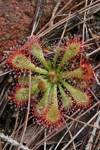 image from Common Sundew