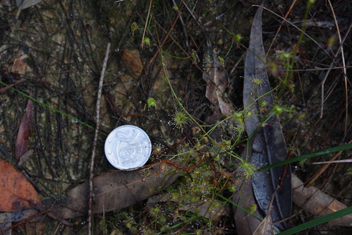 image from Pale Sundew – Another Sundew