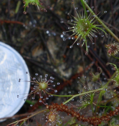 pale sundew