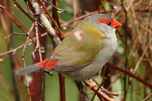 image from Red-browed Finch