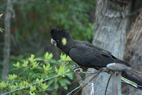 image from Black Cockies