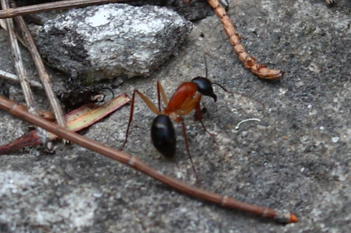 sugar ant fighting a black ant