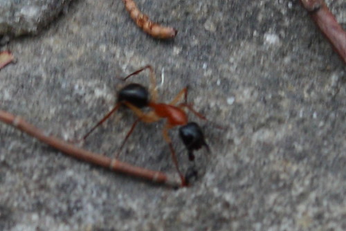 image from Ant Fight! ( Sugar ant v. Black ants )