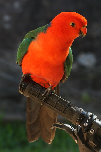 image from King Parrot