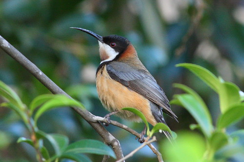 image from Male Eastern Spinebill
