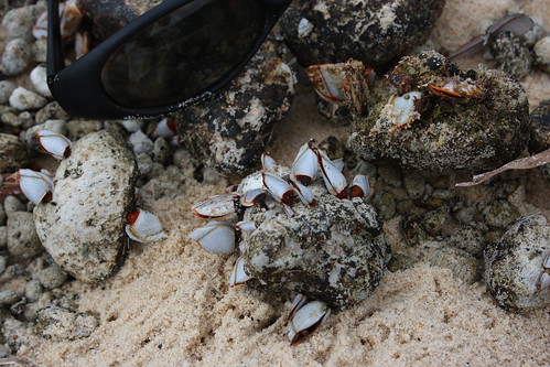 image from Gooseneck Barnacles