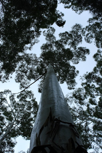 Tall gum tree