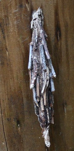 Saunders case moth cocoon