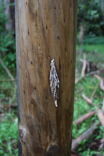 image from Saunder’s Case Moth Cocoon