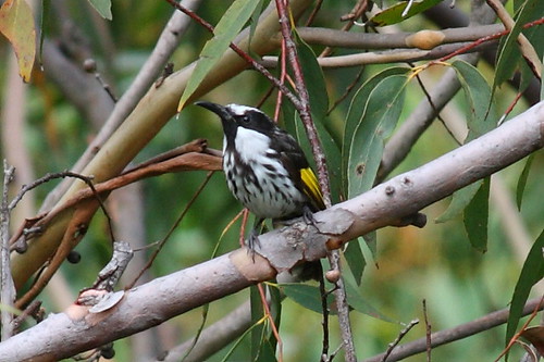 image from New Holland Honeyeater