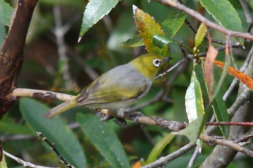 image from Silvereye