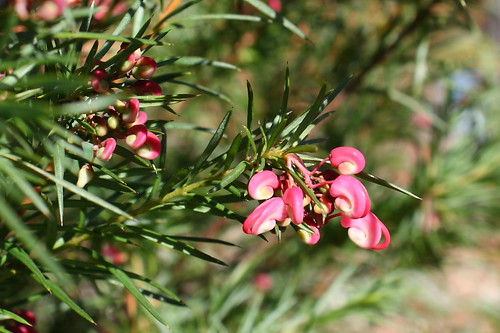 image from Juniper Grevillea