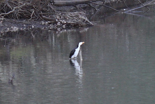 image from Pied Cormorant