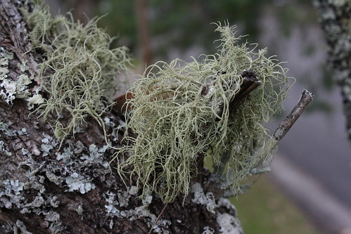 image from Beard Lichen