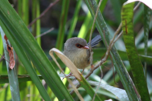 image from Variegated Fairywren