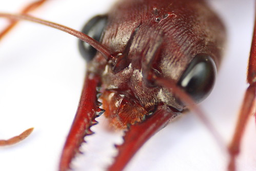 image from Bulldog Ant