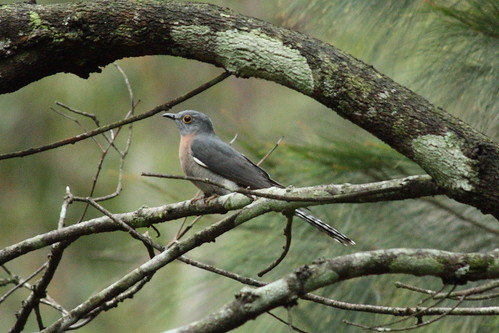 image from Fan-tailed cuckoo
