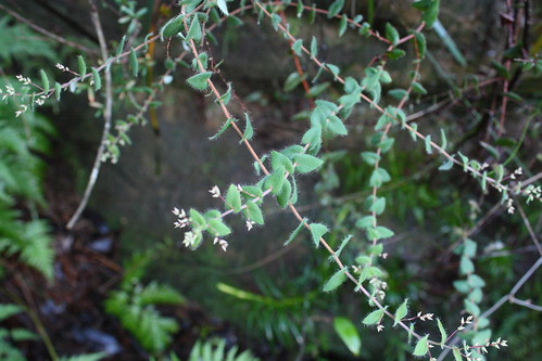 image from Beard-heath