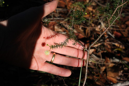 image from Another Prickly Moses