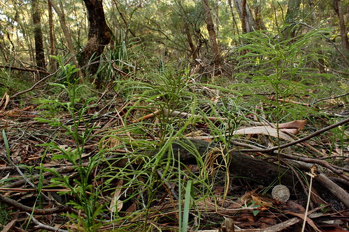 image from Bushy Clubmoss