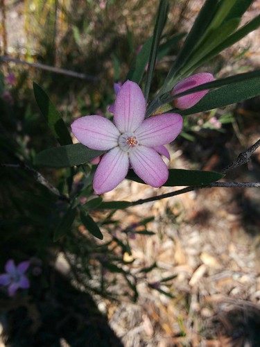 image from Pink Wax Flower