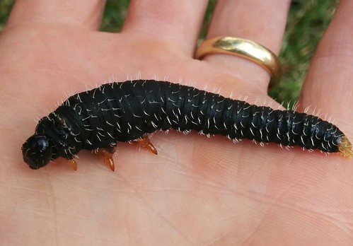 image from Spitfire Caterpillar