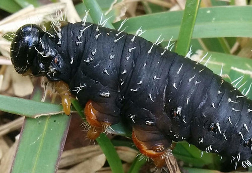 Steel blue sawfly larvae