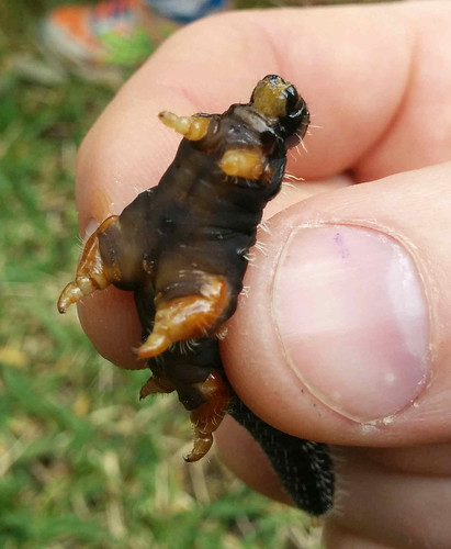 unhappy spitfire caterpillar
