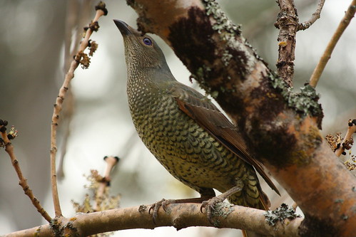 image from Satin Bowerbird
