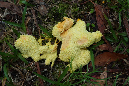 image from Slime mold