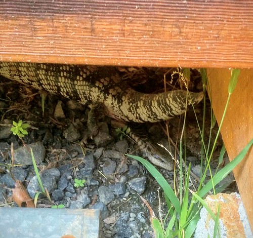 image from Blue Tongue Lizard giving birth