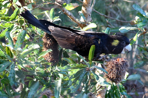 Black Cockie in the Banksia tree