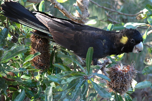 Black Cockie tearing up a Banksia