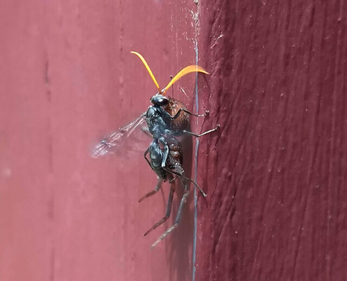 Spider Wasp