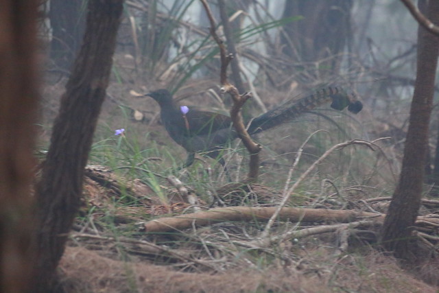 Lyrebird in the bush