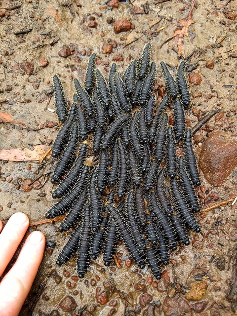 image from Steel Blue Sawfly Larvae