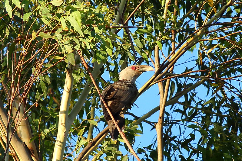 image from Channel-billed Cuckoo