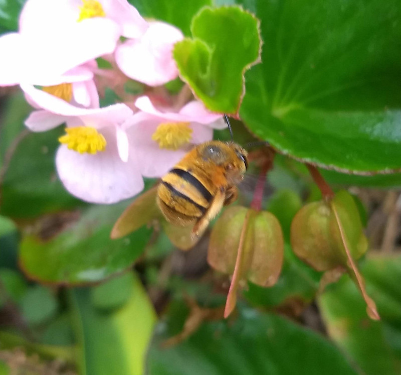 image from Teddy Bear Bee